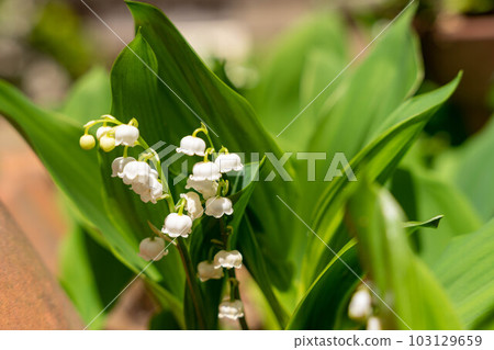 可愛的鈴蘭 103129659