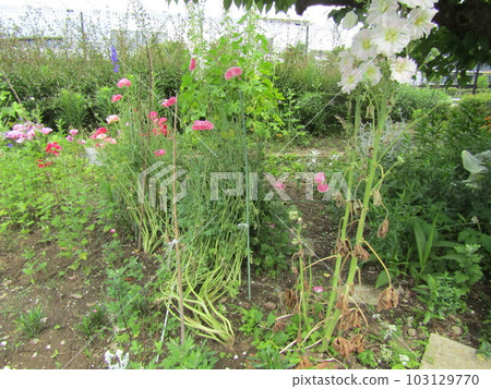 Pink poppy flowers and white hollyhock flowers 103129770