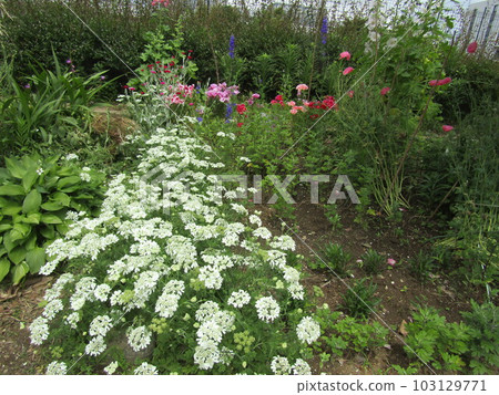 white orrea flowers like lace white orrea flowers like lace 103129771