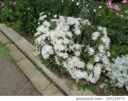 Beautiful white pine needle chrysanthemum flower 103129772
