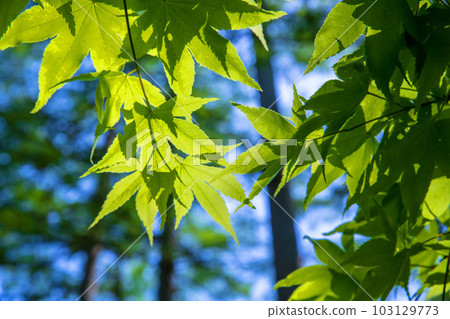 Ominenuma lakeside, maple leaves, fresh green scenery, Minakami town Ominenuma lakeside, maple leaves, fresh green scenery, Minakami town 103129773