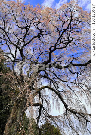 Cherry blossoms in Fukushima Prefecture, cherry blossoms in Uchide, Koriyama City 103130587