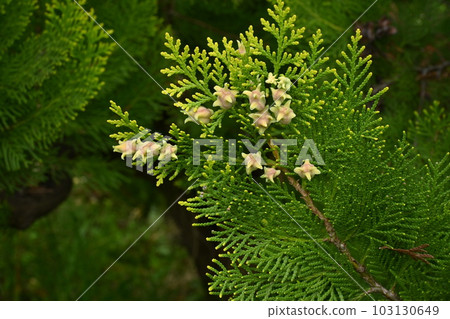 Female flower 103130649