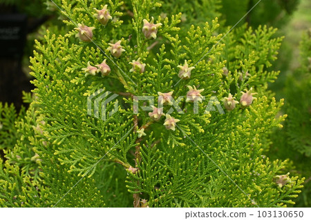 Female flower 103130650