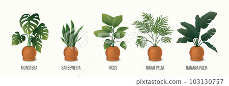 Vector House Plant in Pot Icon Set - Monstera, Sansevieria, Banana Palm, Ficus, Rhopalostylis, Nikau Palm in Pots Isolated on White. Houseplants Collection, Interior Plants. Vector Illustration Vector House Plant in Pot Icon Set - Monstera, Sansevieria, Banana Palm, Ficus, Rhopalostylis, Nikau Palm in Pots Isolated on White. Houseplants Collection, Interior Plants. Vector Illustration 103130757
