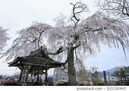 福島縣的櫻花...聖賢寺的櫻花 福島縣的櫻花...聖賢寺的櫻花 103130945