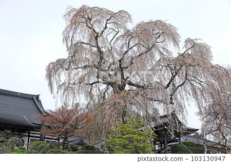 Cherry blossoms in Fukushima Prefecture...Cherry blossoms at Shokenji Temple 103130947