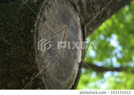 砍伐樹枝 砍伐樹枝 103131012