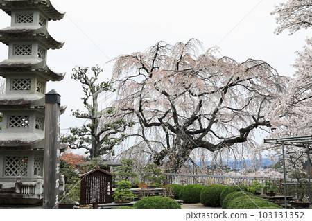 福島縣的櫻花:Janohana Yurakuen 福島縣的櫻花:Janohana Yurakuen 103131352