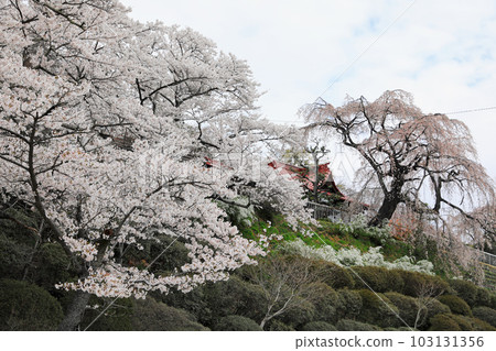 Cherry Blossoms in Fukushima Prefecture: Janohana Yurakuen 103131356