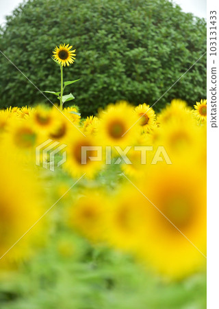 盛開的向日葵,夏天的形象 盛開的向日葵,夏天的形象 103131433