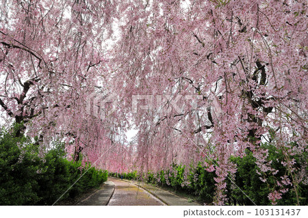 Cherry blossoms in Fukushima Prefecture: Weeping cherry trees along the Nicchu Line Cherry blossoms in Fukushima Prefecture: Weeping cherry trees along the Nicchu Line 103131437