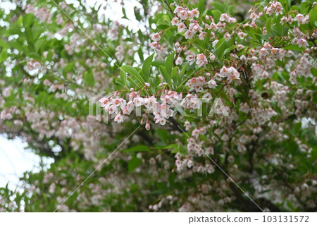 Styrax flower　 103131572