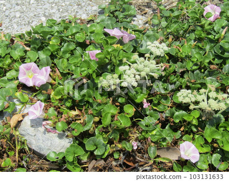 Hama Hirugao and Hamabofu blooming on the coast of Kemigawa Beach 103131633