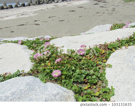 Beautiful pink flowers blooming on Kemigawa Beach Beautiful pink flowers blooming on Kemigawa Beach 103131635