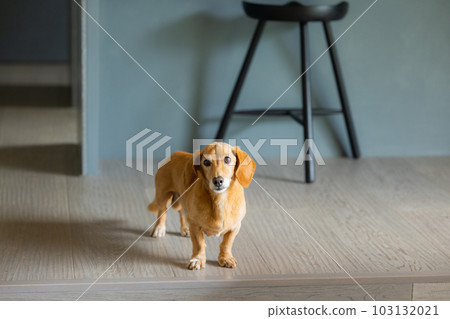 Pet miniature dachshund Pet miniature dachshund 103132021
