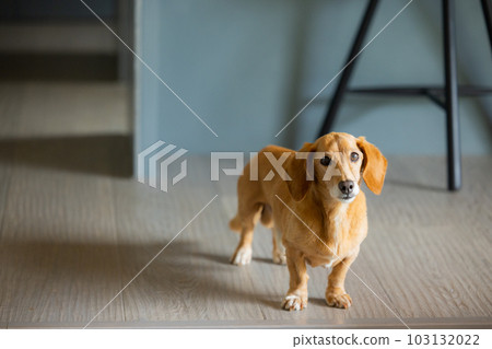 寵物迷你臘腸 103132022