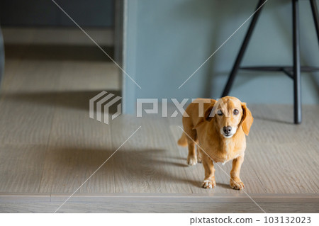 寵物迷你臘腸 寵物迷你臘腸 103132023