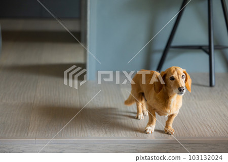 寵物迷你臘腸 103132024