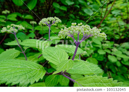 繡球花芽 103132045