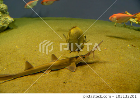 Sawshark, alfonsino and tsubodai Sawshark, alfonsino and tsubodai 103132201