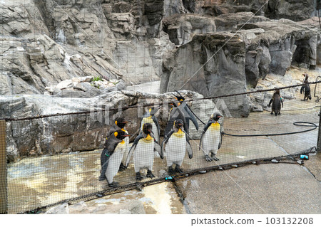 國王企鵝排隊 103132208