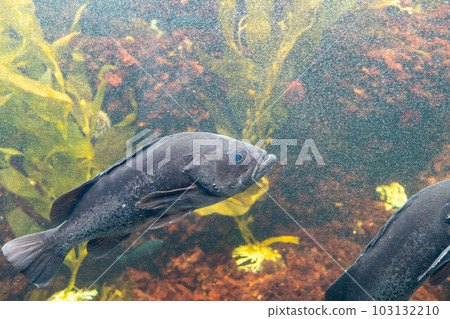 Black Rock Fish 103132210