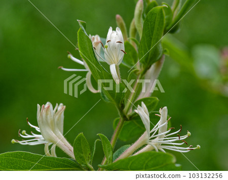 清香白花金銀花 103132256