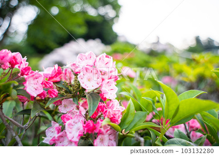 Red Kalmia flower in full bloom Red Kalmia flower in full bloom 103132280