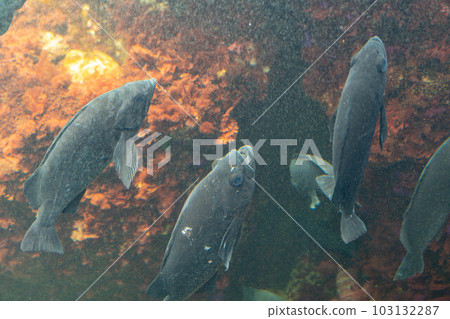 黑石斑魚群 103132287