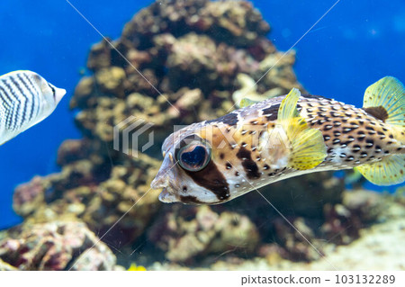 Hitsuji Raharisenbon Hitsuji Raharisenbon 103132289