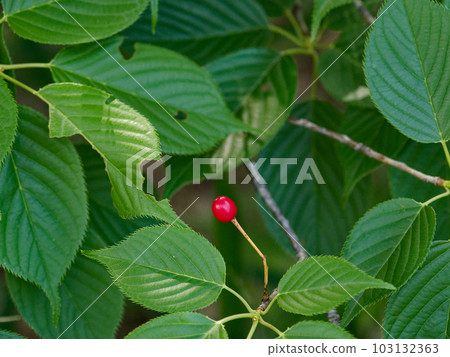紅色野櫻桃果實 103132363