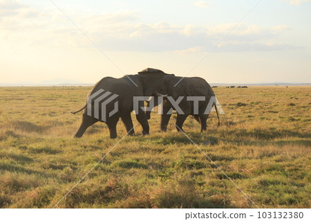 Africa Kenya savanna animals Africa Kenya savanna animals 103132380
