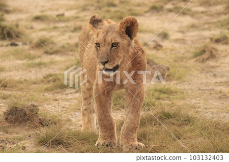 Africa Kenya savanna animals 103132403