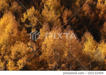 Late autumn, golden larch forest 103132404