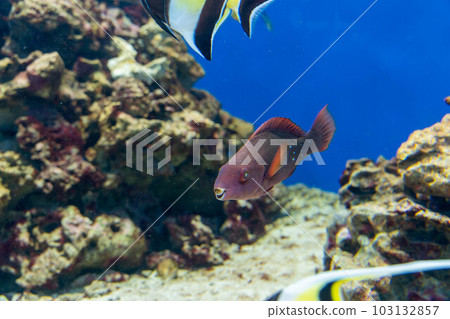 Threadfish 103132857