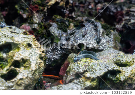 fake frogfish 103132859