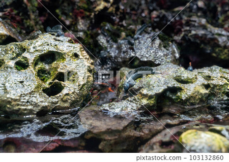 fake frogfish fake frogfish 103132860