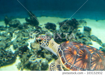 綠海龜 103132932