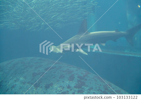 一群扇貝雙髻鯊和沙丁魚 一群扇貝雙髻鯊和沙丁魚 103133122