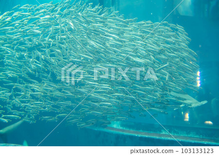 一群沙丁魚和一條扇貝雙髻鯊 一群沙丁魚和一條扇貝雙髻鯊 103133123