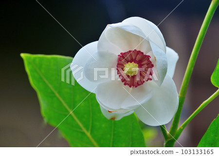 A beautiful flower with pure white petals and red pistils 103133165