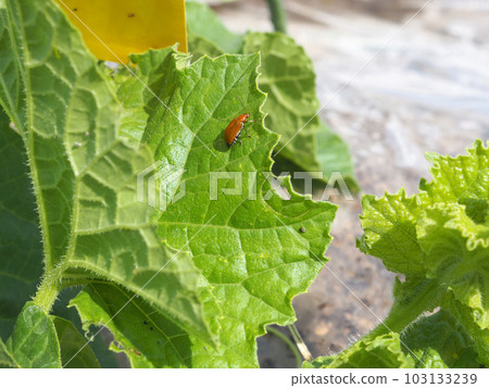 Cucurbita beetle that damages melon leaves Cucurbita beetle that damages melon leaves 103133239