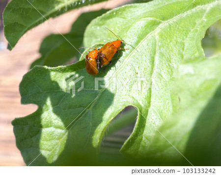 破壞西瓜葉子的葫蘆科甲蟲 103133242