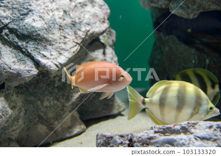 理髮師鱸魚和月光者 理髮師鱸魚和月光者 103133320