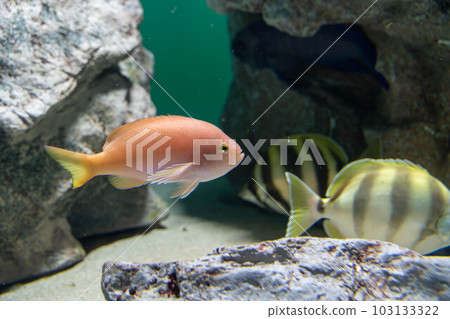 barber perch and moonlighter barber perch and moonlighter 103133322