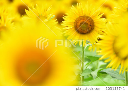 盛開的向日葵,夏天的形象 盛開的向日葵,夏天的形象 103133741