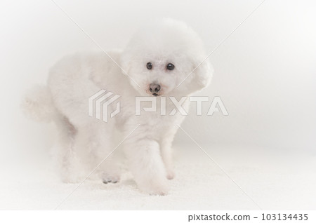 玩具貴賓犬 103134435