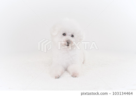 玩具貴賓犬 玩具貴賓犬 103134464