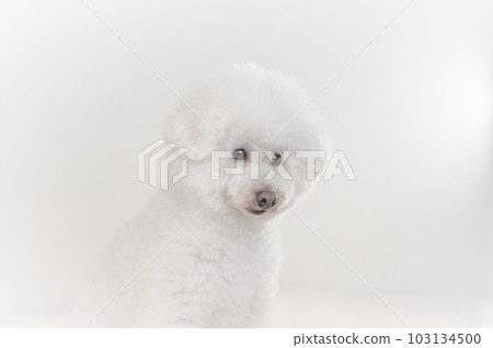 toy poodle  103134500